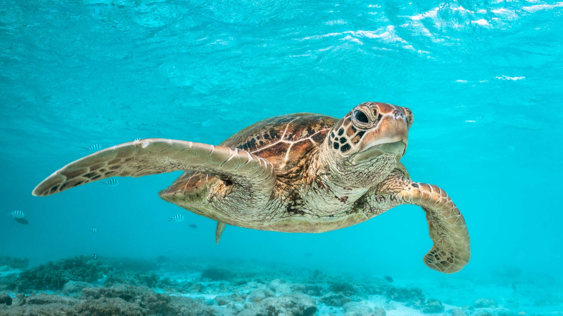 Underwater + Landscape Photograph | Port Douglas Gallery | David Lloyd ...