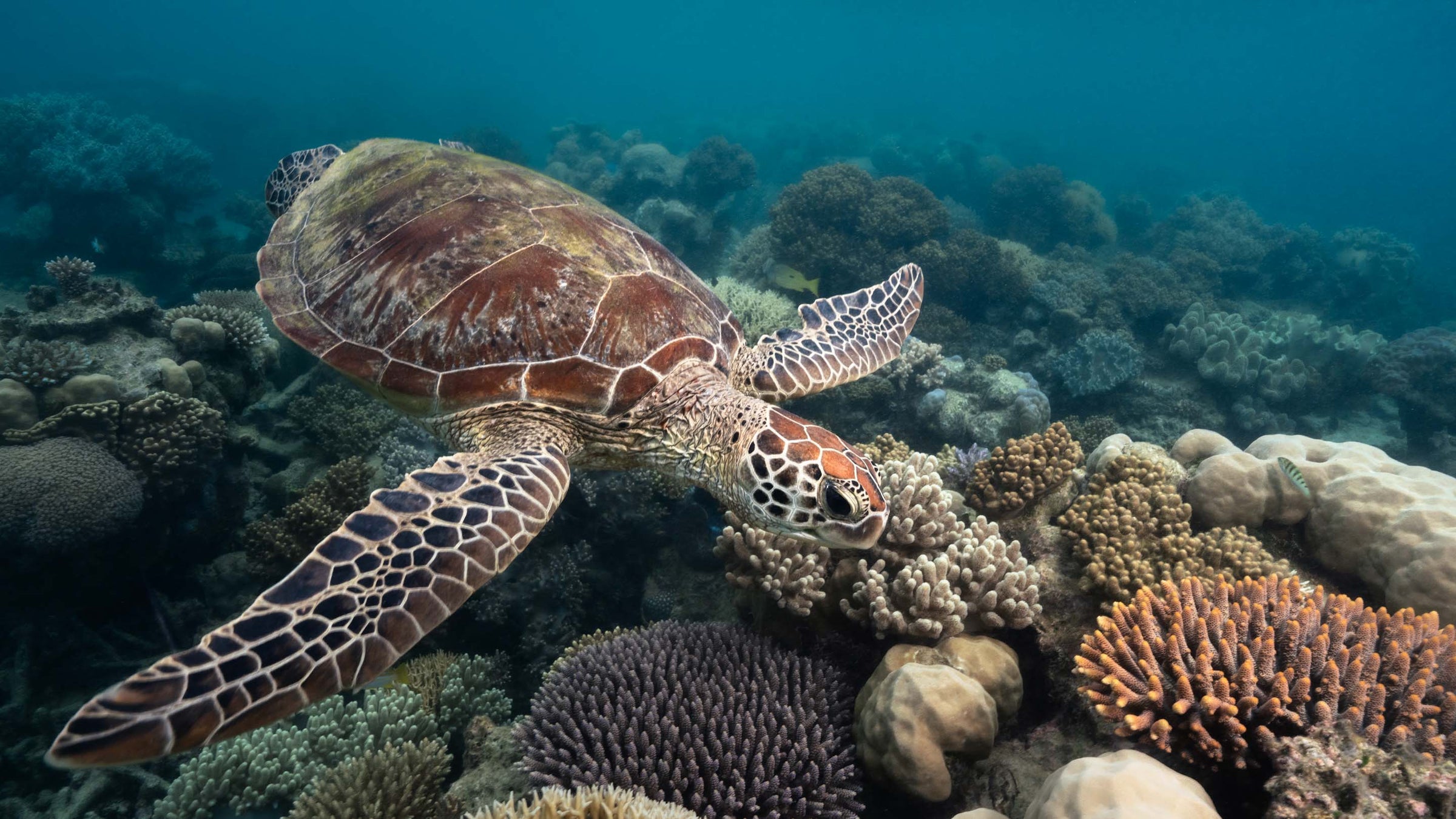 turtle swimming over coral garden at mackay cay on the great barrier reef