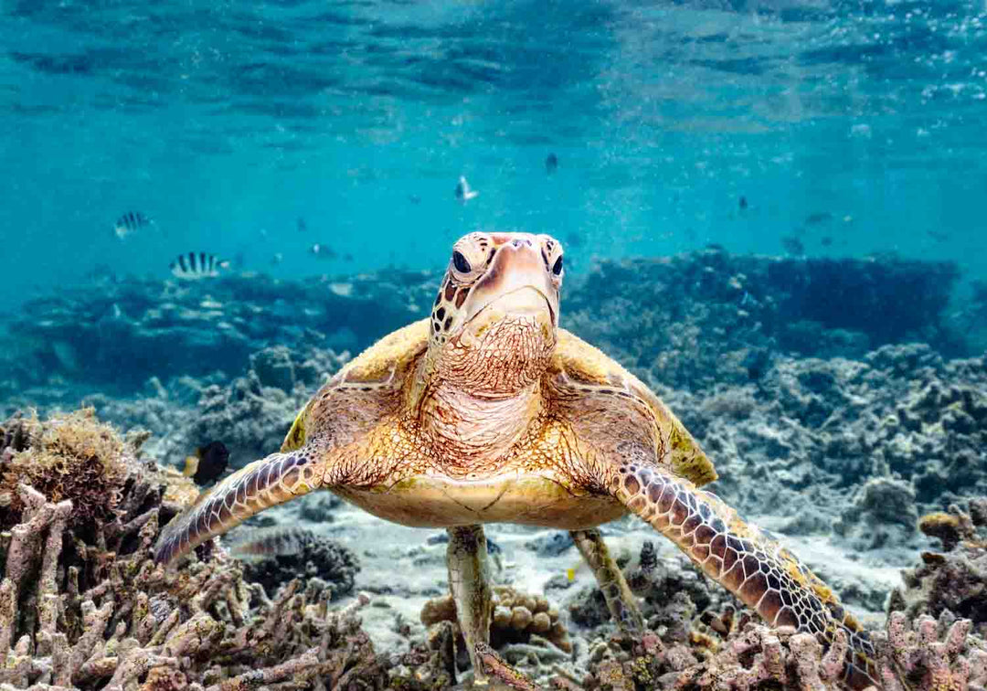 Close-up photo of a sea turtle looking directly at the camera, surrounded by coral and fish in vibrant blue water.