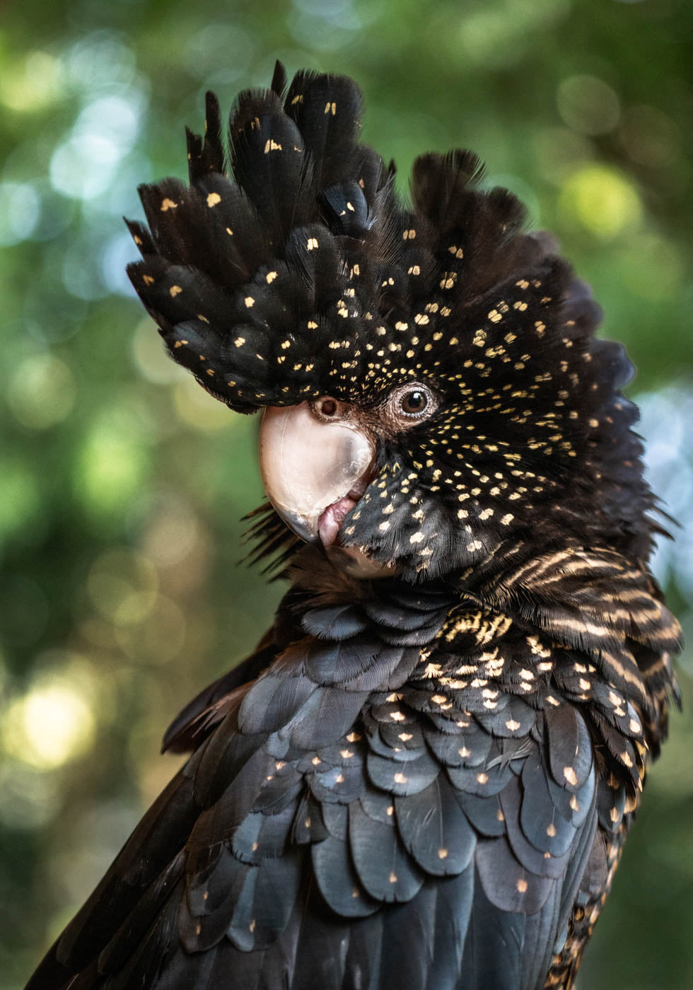 Australian Red-tailed black cockatoo bird photography print