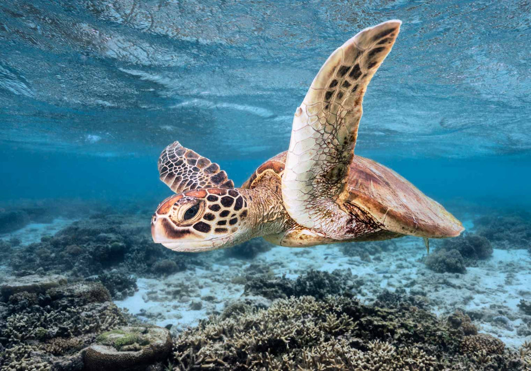 flying sea turtle photograph