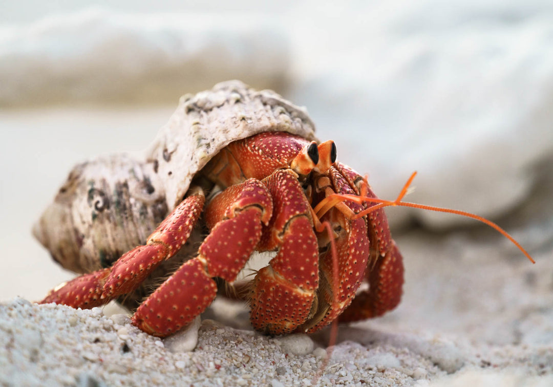strawberry hermit crab photographed on lady elliot island