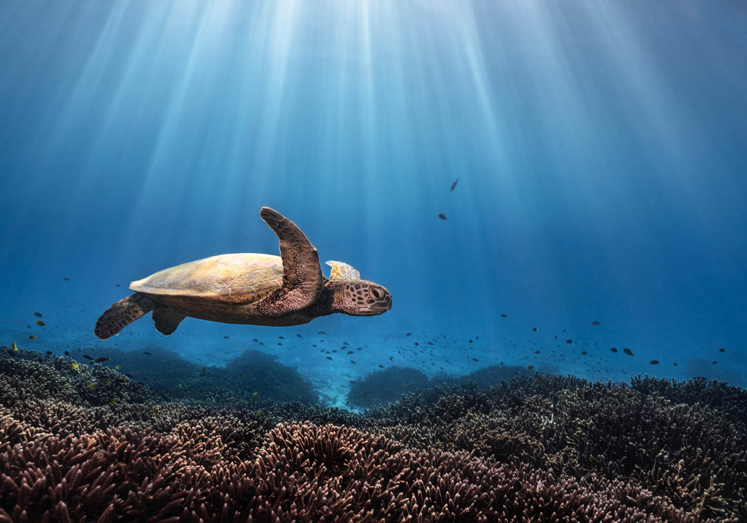 blue beaming sea turtle photograph