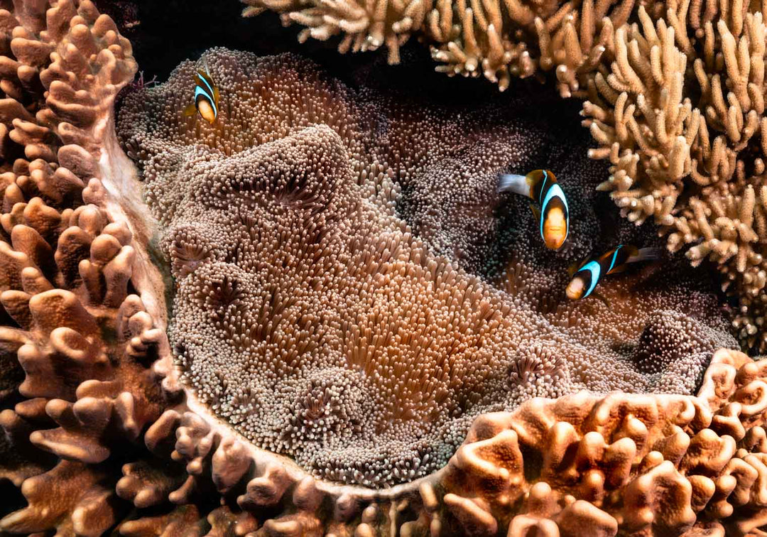 clown fish in sea anemone great barrier reef ocean animals