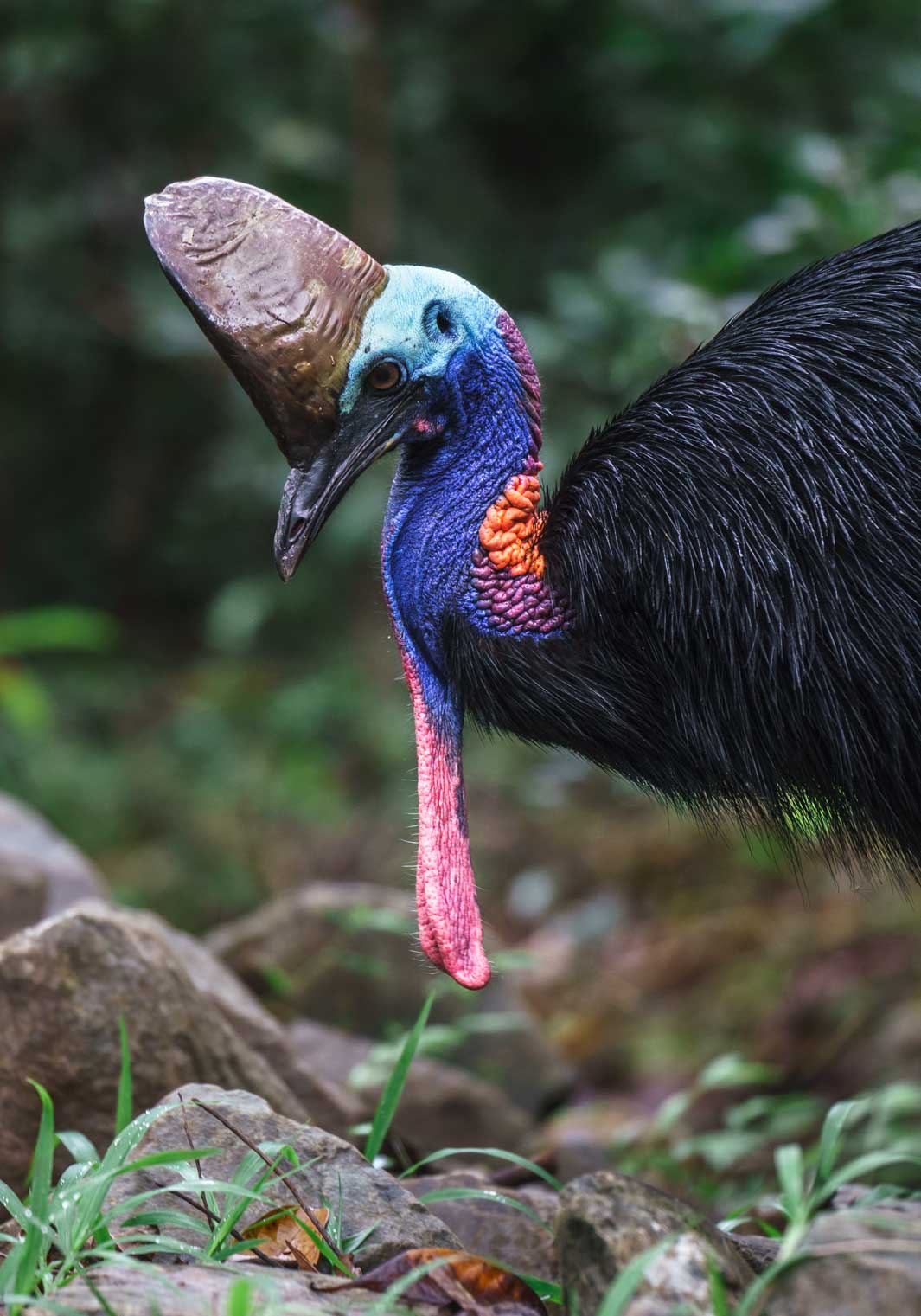 daintree rainforest animals cassowary wildlife photography