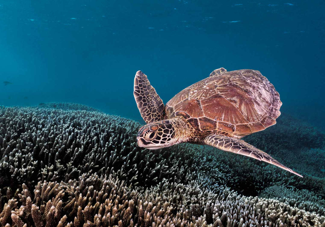 diving green sea turtle lady elliot island