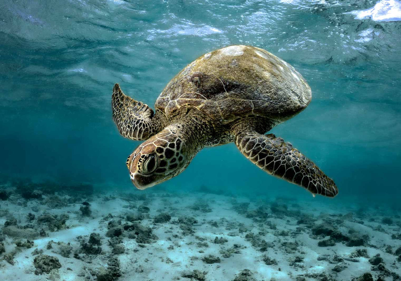 downward turtle photograph lady elliot island