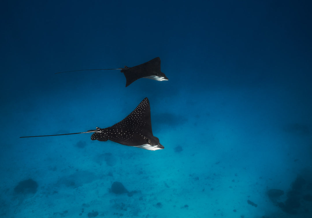 Eagle Rays gliding through the ocean in the great barrier reef
