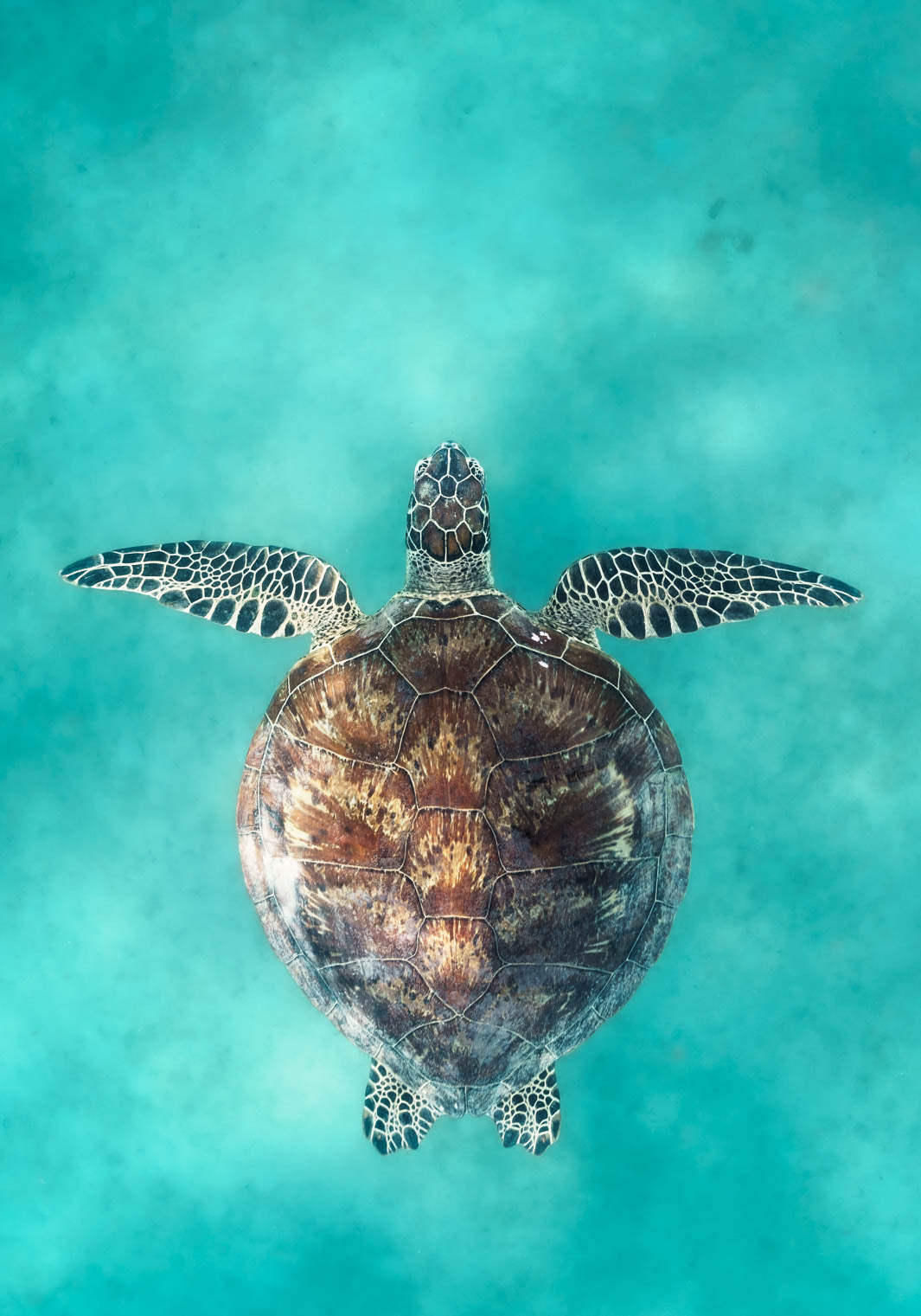 fitzroy island turtle photograph something like summer