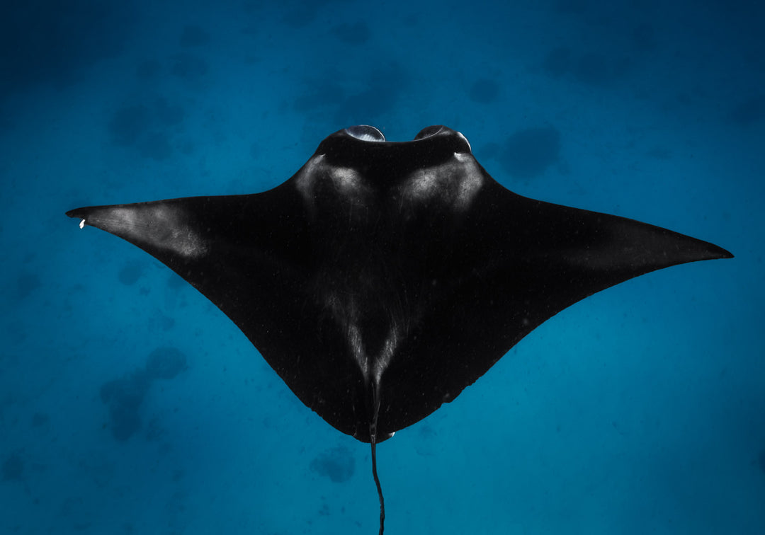 great barrier reef animals manta ray in the blue ocean
