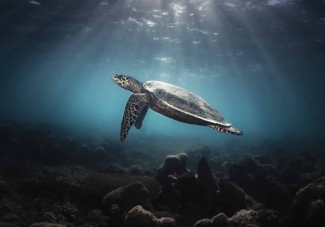 low isles hawksbill turtle photograph