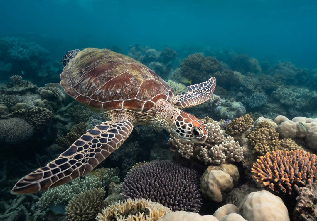 mackay cay undine reef turtle photograph