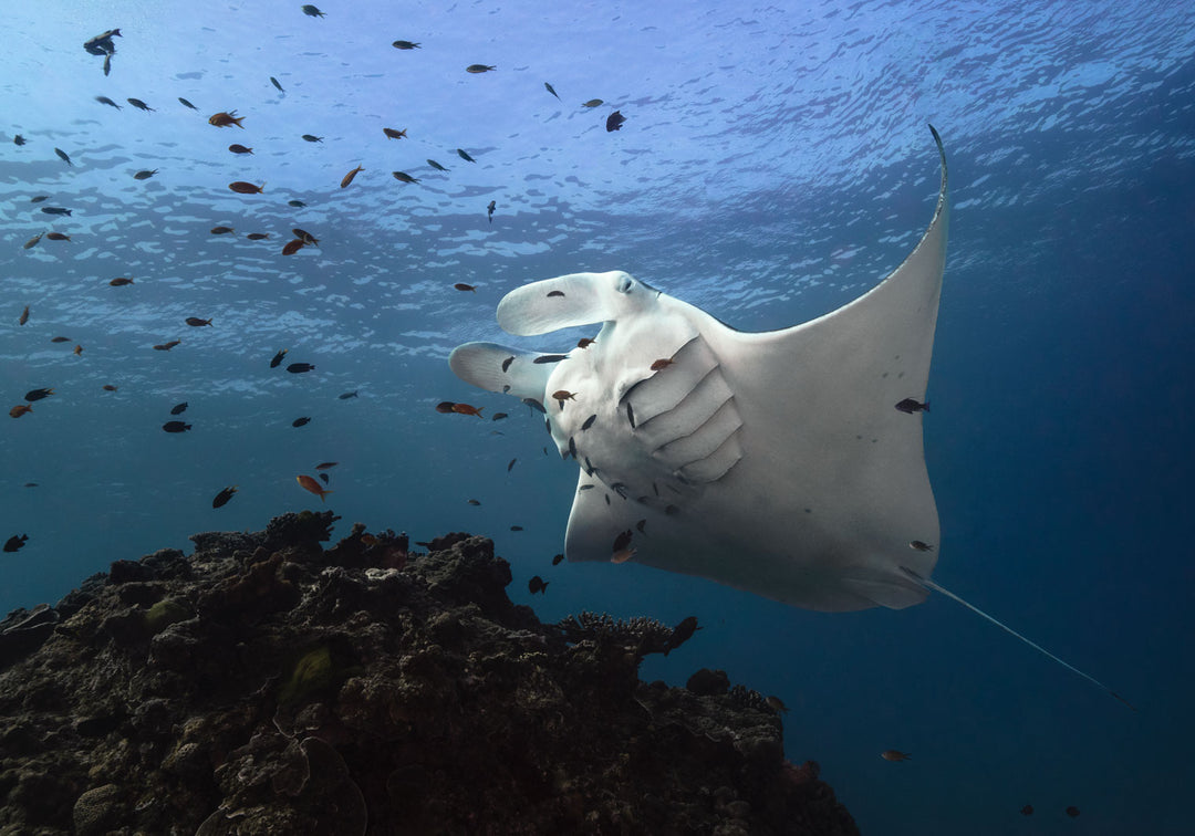underwater photograph of manta ray being cleaned