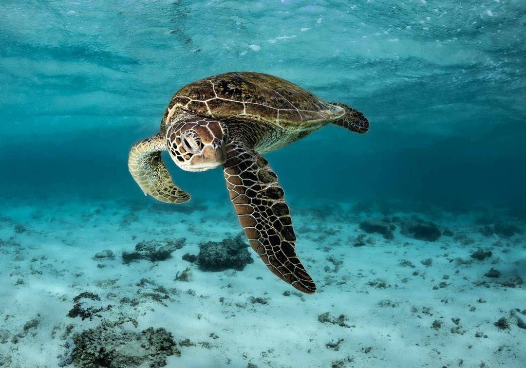 turtle playing in the garden lady elliot island