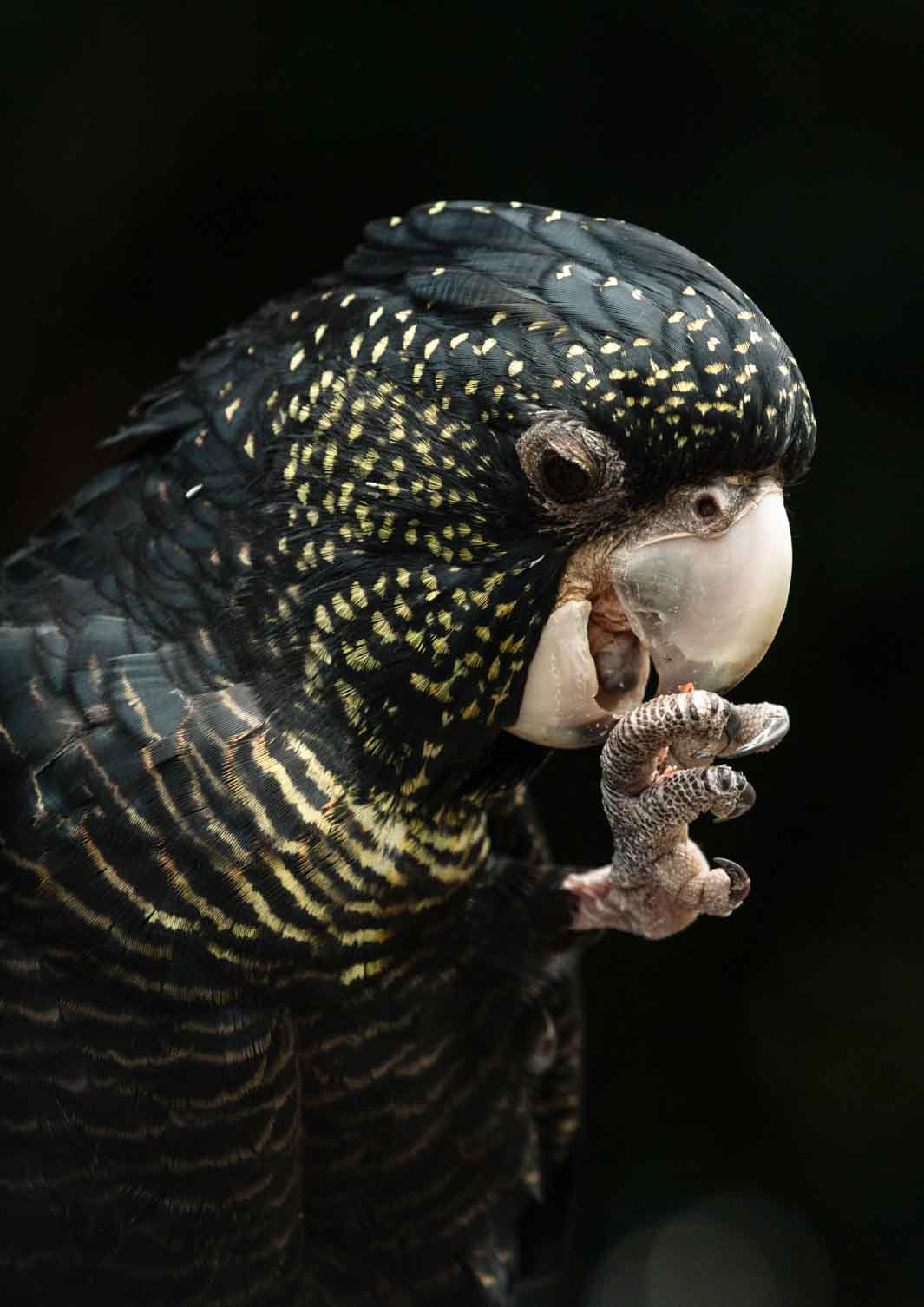 yellow tailed black cockatoo portrait