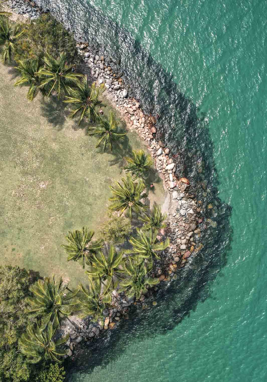 port douglas palm trees at rex smeal park over the point by david lloyd