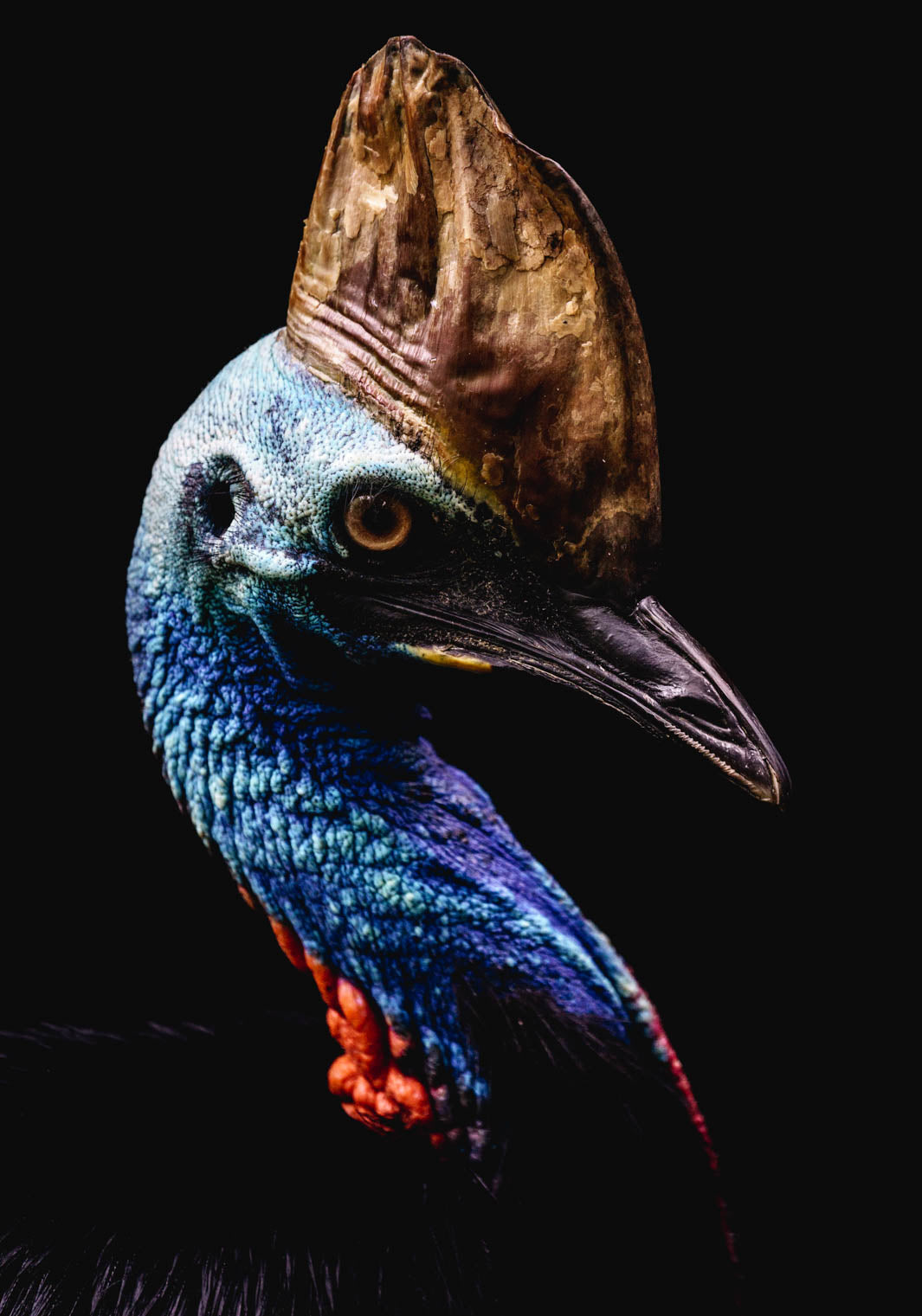 southern cassowary photographed in Port Douglas wildlife habitat