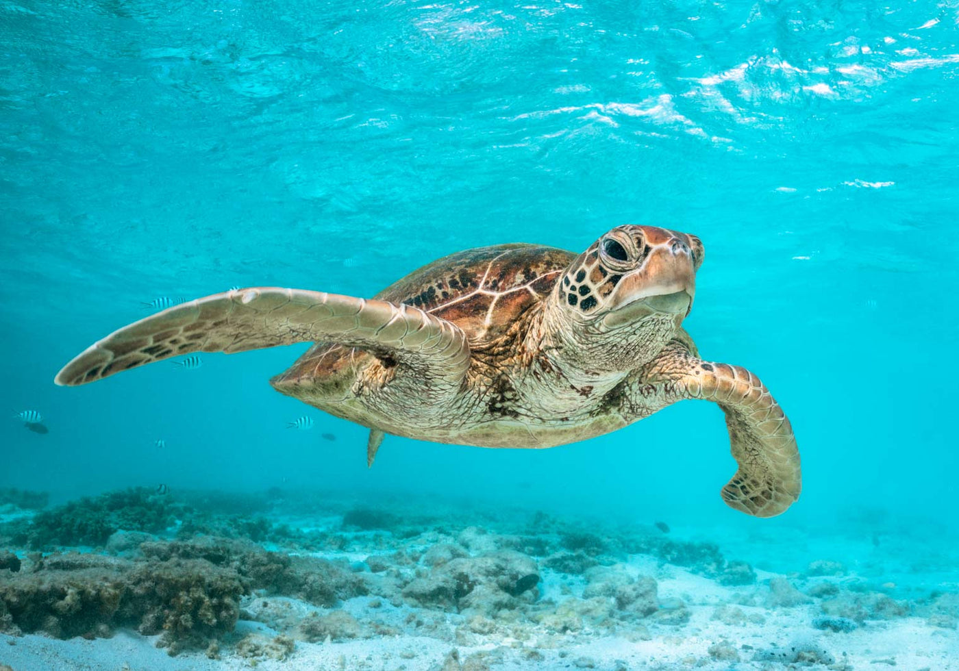 surfs up green sea turtle great barrier reef