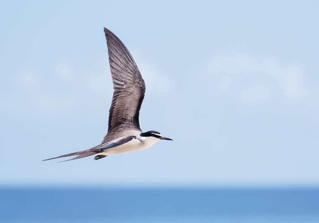 tern bird in flight australian wildlife photography